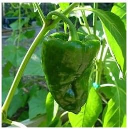 Clovers Garden Poblano Chili Pepper Plants-Two (2) Live Plants β Non-GMO - Not Seeds β Each 4"-8" Tall in 4 Inch Pots - Mild-Heat, 1500 SHU, Great for Drying