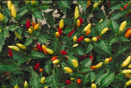 Clovers Garden Tabasco Pepper Plants- Two (2) Live Plants β Non-GMO - Not Seeds β Each 4"-8" Tall in 4 Inch Pots - Medium Hot