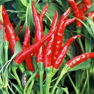 Clovers Garden Thai Gong Bao Dragon Hot Pepper Plants-Two (2) Live Plants β Non-GMO - Not Seeds β Each 4"-8" Tall in 4 Inch Pots -50K to 100K SHU, Edible Ornamental