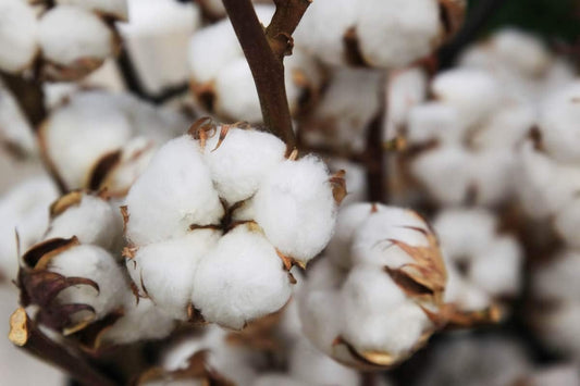 KVITER 25 White Cotton Seeds for Planting (Gossypium hirsutum) β Real Cotton Plant, Cottons Seeds for Growing, Heirloom & Non-GMO Cotton's Plant Seeds for Gardeners β Perfect for Ornamental or Fiber
