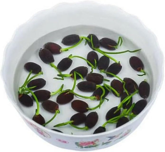 10pcs Mixed Color Bonsai Bowl Lotus Live Plants - Pre-Sprouted Non-GMO - Aquatic Beauties for Indoor and Outdoor Serenity Planting Instructions for Easy Grow - Great Gardening Gifts