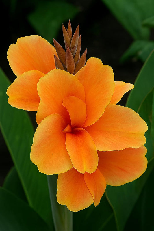 Canna Dwarf 'Tropical Sunrise' Bulb β Soft Peach Blooms for Containers & Gardens - Bring a Touch of The Tropics to Your Garden (5 Rhizomes)