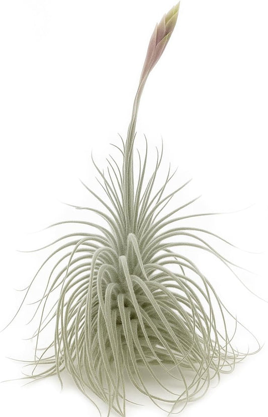 Live air Plant - Tillandsia Tectorum Air Plant 4-6" β 5ct β Unique Shape with Silvery Fuzz β Low Maintenance Houseplant β Perfect for Decor, Terrariums, Gifts - Live Arrival Guaranteed