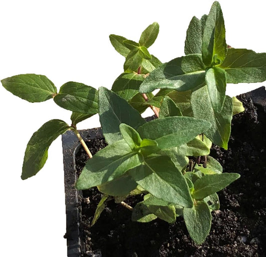 Organic Live Mountain Mint Plant (Pycnanthemum muticum) in 2.5 inch Pot - Short Toothed Mountain Mint, North American Native Plant by Smoke Camp Crafts