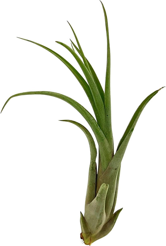 Live Air Plant β Tillandsia Capiput, Jumbo 6-9β - 1ct - Live Arrival Guaranteed - House Plants for Home Decor & Gift