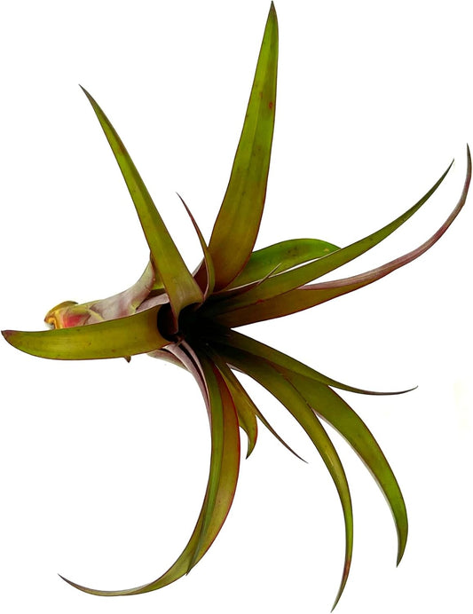 Air Plants - Tillandsia Red Capitata, Large 5-7β - 3 ct - Live Arrival Guaranteed - House Plants for Home Decor & Gift