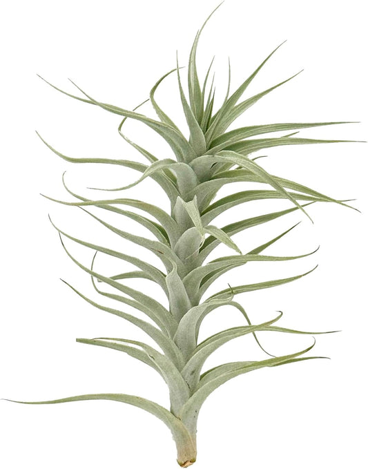 Live Air Plants - Tillandsia Albida 7-12" - 5ct β ragnaroc Live Indoor Plant - Live Arrival Guaranteed - House Plants for Home Decor & Gift