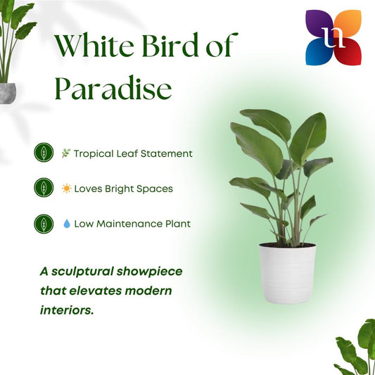 United Nursery White Bird of Paradise β Strelitzia Nicolai in 10β Grower Pot β 32β36 Inches Tall β Large Tropical Indoor Plant β Easy-Care Air-Purifying Floor Plant for Home or Office