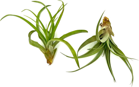 Air Plants - Tillandsia Capitata (Peach), Large 5-7β - 2 ct - Live Arrival Guaranteed - House Plants for Home Decor & Gift
