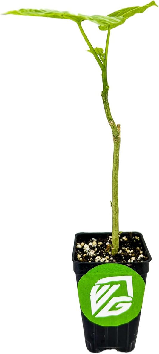 Auntie Lilli'sâ„¢ South Sea Salad BeLe Tree - Abelmoschus Manihot - Wellspring Gardens Starter Plant - Edible Greens & Hibiscus Like-Flower Live Plant - Indoor & Outdoor Growing & Planting for Garden