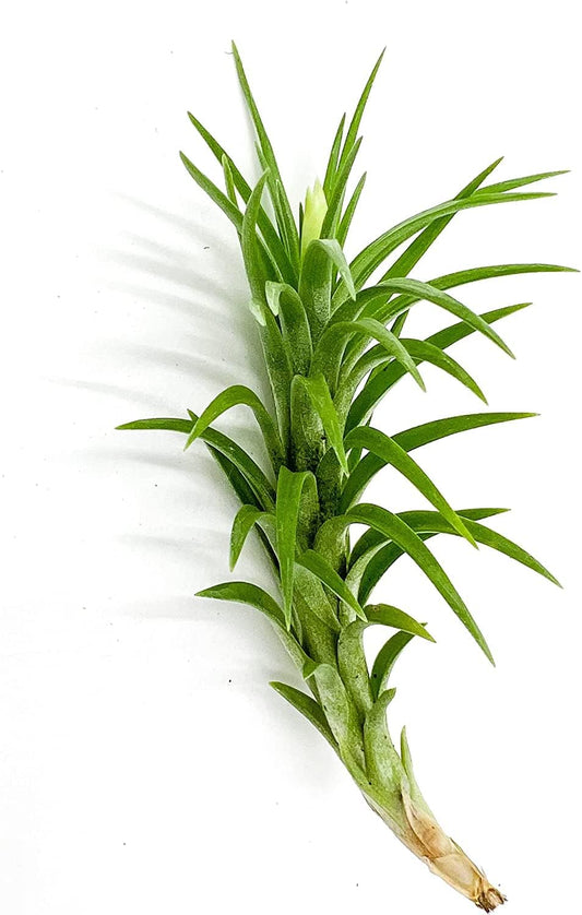 Live Air Plants β Tillandsia Araujei, Large 5β β 2ct β Live Arrival Guaranteed β House Plants for Home DΓ©cor & Gift