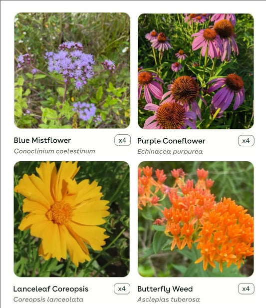16 Live Outdoor Native Plants for Full Sun from My Home Park β Includes Aromatic Aster, Blue Mistflower, Butterfly Weed & Lanceleaf Coreopsis β Not Seeds β 4β8β Tall on Arrival β Easy to Grow