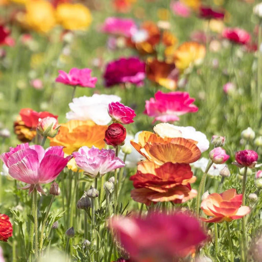 25 Picotee Ranunculus Bulbs Color Mix for Planting - Buttercup Flower Bulb Value Pack - Plant in Gardens, Containers & Flowerbeds - Easy to Grow Fall Perennial Flowers Bulbs by Willard & May