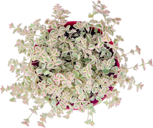Live Succulent Plants Sedum Little Missy Variegated, Easy Care Potted Succulents, Approx 4" D x 4" H, Indoor Houseplant, Unique Gifts, Home Office Décor