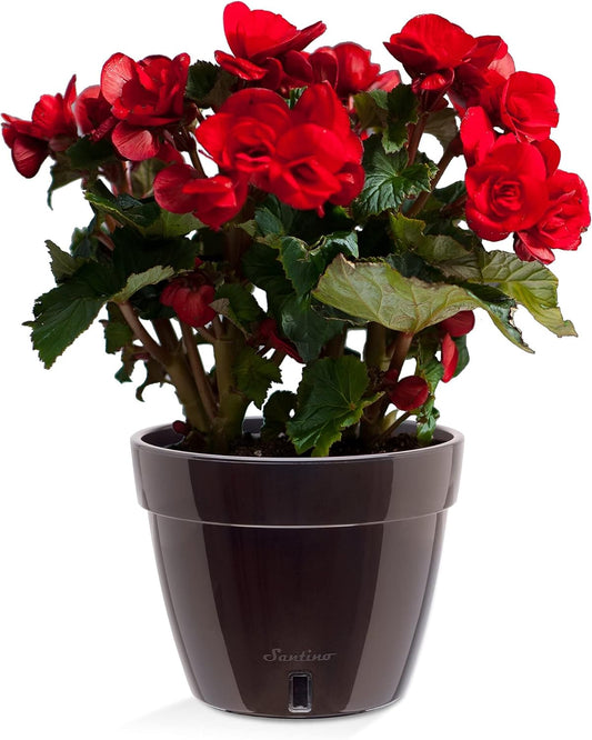 Santino AST 10.6 Inch Self Watering Planter Black-Gold/Black for Indoor Plants - Premium Quality Plastic Pot with Water Level Indicator for All House Herbs, Plants, African Violets and Dahlias