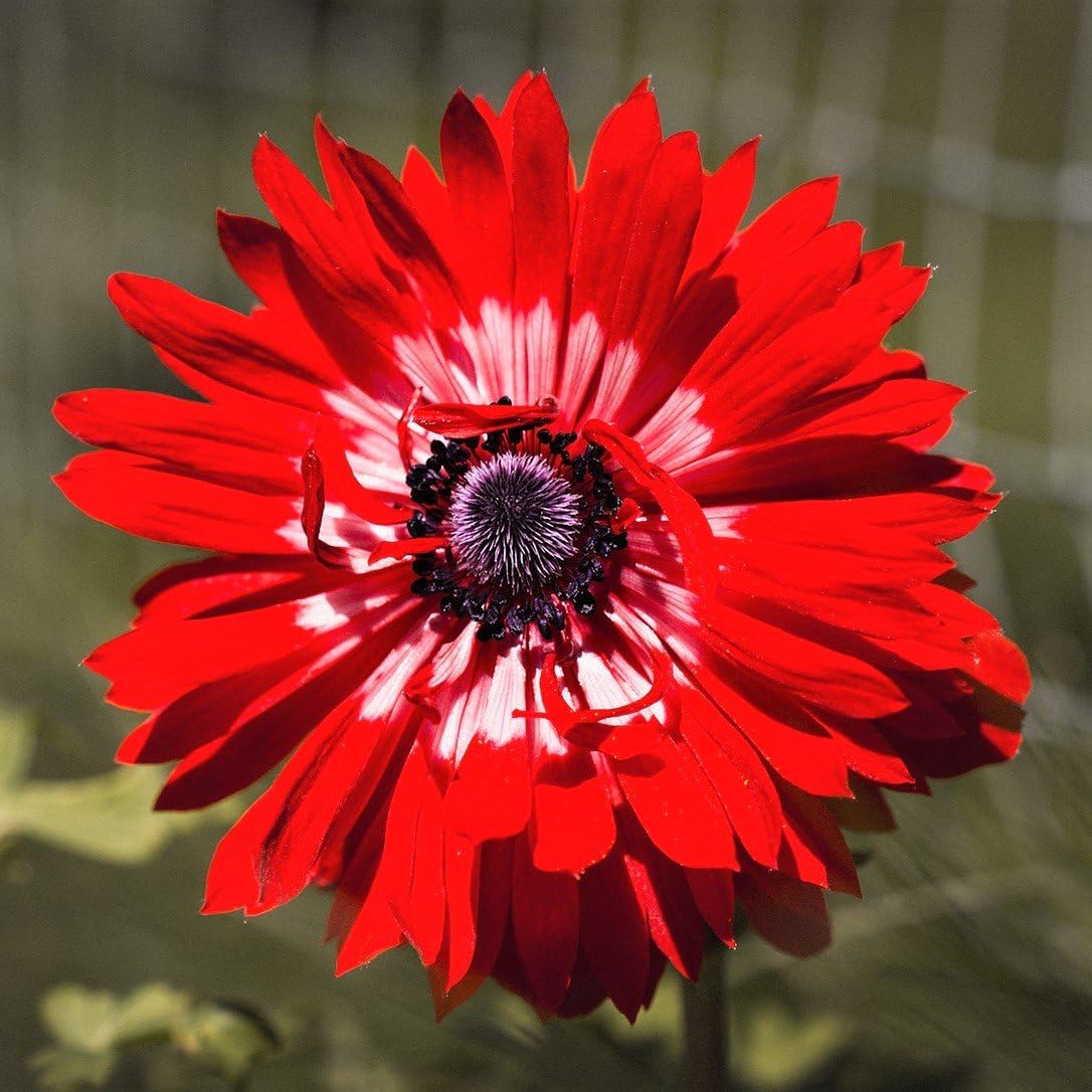 Easy to Grow Anemone The Governor 20 Plant Bulbs - Bright Red Flowers in Spring Outdoor, Full Sun