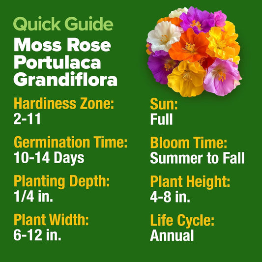HOME GROWN 23,500+ Moss Rose Seeds (Bulk Pack) Annual Flower for Ground Cover - Heirloom π‘π’π‘-ππ π’ Portulaca Seeds for Planting Outdoors - Great for Low-Maintenance Gardens (Portulaca grandiflora)