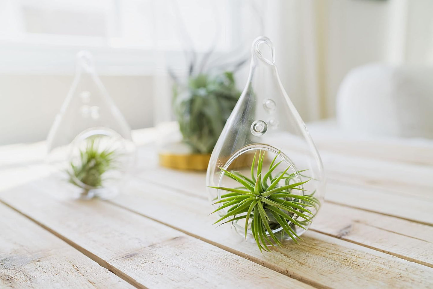 12 Pack Assorted Ionantha Air Plants - Wholesale and Bulk - Succulents - Live Tillandsia - Easy Care Indoor and Outdoor House Plants