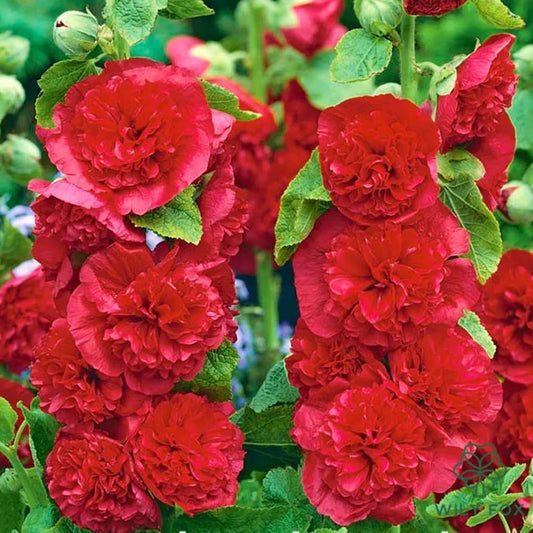 Premium Rare Hollyhock Seeds β 100+ Double Red Hollyhock Flower Seeds β Non-GMO, Heirloom Perennial β Showy Blooms for Outdoor Planting (Dwarf Double Red Hollyhock)