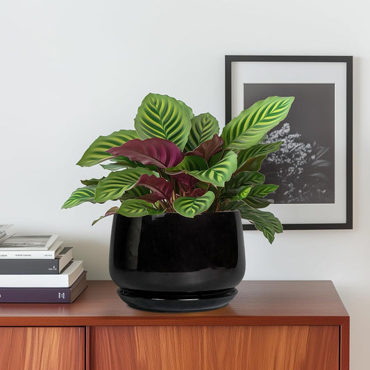 G EPGardening 6 Inch Planter - Ceramic Pot for Plants, Ceramic Planter with Drainage and Saucer, Round Flower Pot Indoor Outdoor, Modern Room Decor, Home Gifts, Black