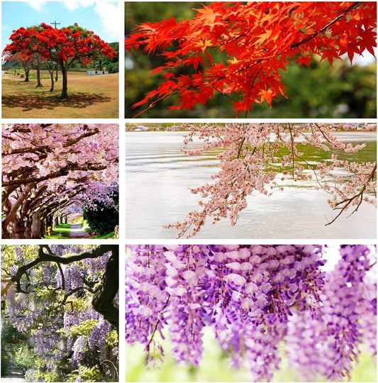 300+ Bonsai Tree Seeds β 10 Popular Varieties of Non GMO Heirloom Bonsai Seeds Red Maple, elm Tree, Blue Spruce, Black Spruce, Black Pine, Wisteria, Sakura, Flame Tree, Bauhinia, Dawn Redwood