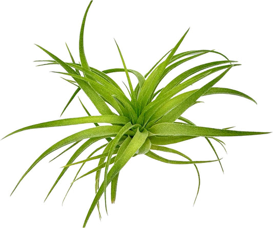 Live Air Plants - Tillandsia Geminiflora 1-3" - 5ct β ragnaroc Live Indoor Plant - Live Arrival Guaranteed - House Plants for Home Decor & Gift