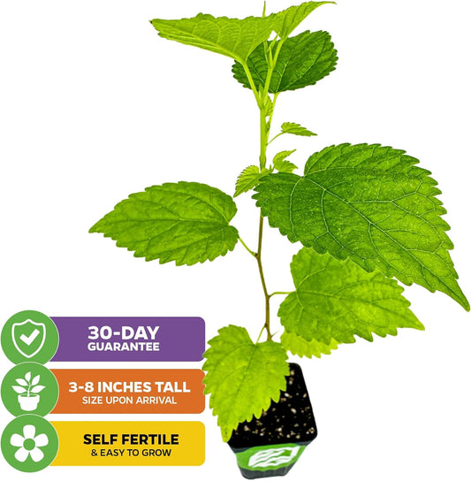 Dwarf Everbearing Black Mulberry Tree Live Plant β Morus nigra β Wellspring Gardens - Premium Fruit Tree for Indoor & Outdoor Planting β Ideal for Gardens, Patio, Landscaping, Bush & Berry Companion