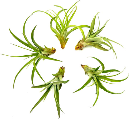 Air Plants - Tillandsia Capitata (Peach), Large 5-7β - 5 ct - Live Arrival Guaranteed - House Plants for Home Decor & Gift
