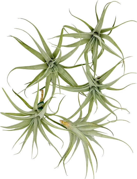 Live Air Plants - Tillandsia Albida 3-5" - 5ct – ragnaroc Live Indoor Plant - Live Arrival Guaranteed - House Plants for Home Decor & Gift