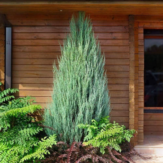 Skyrocket Juniper | 20 Live Plants | Juniperus Scopulorum | Evergreen Privacy Screen, Fast Growing Landscape Tree, Low Maintenance Garden, Ornamental Foliage, Drought Tolerant Plant