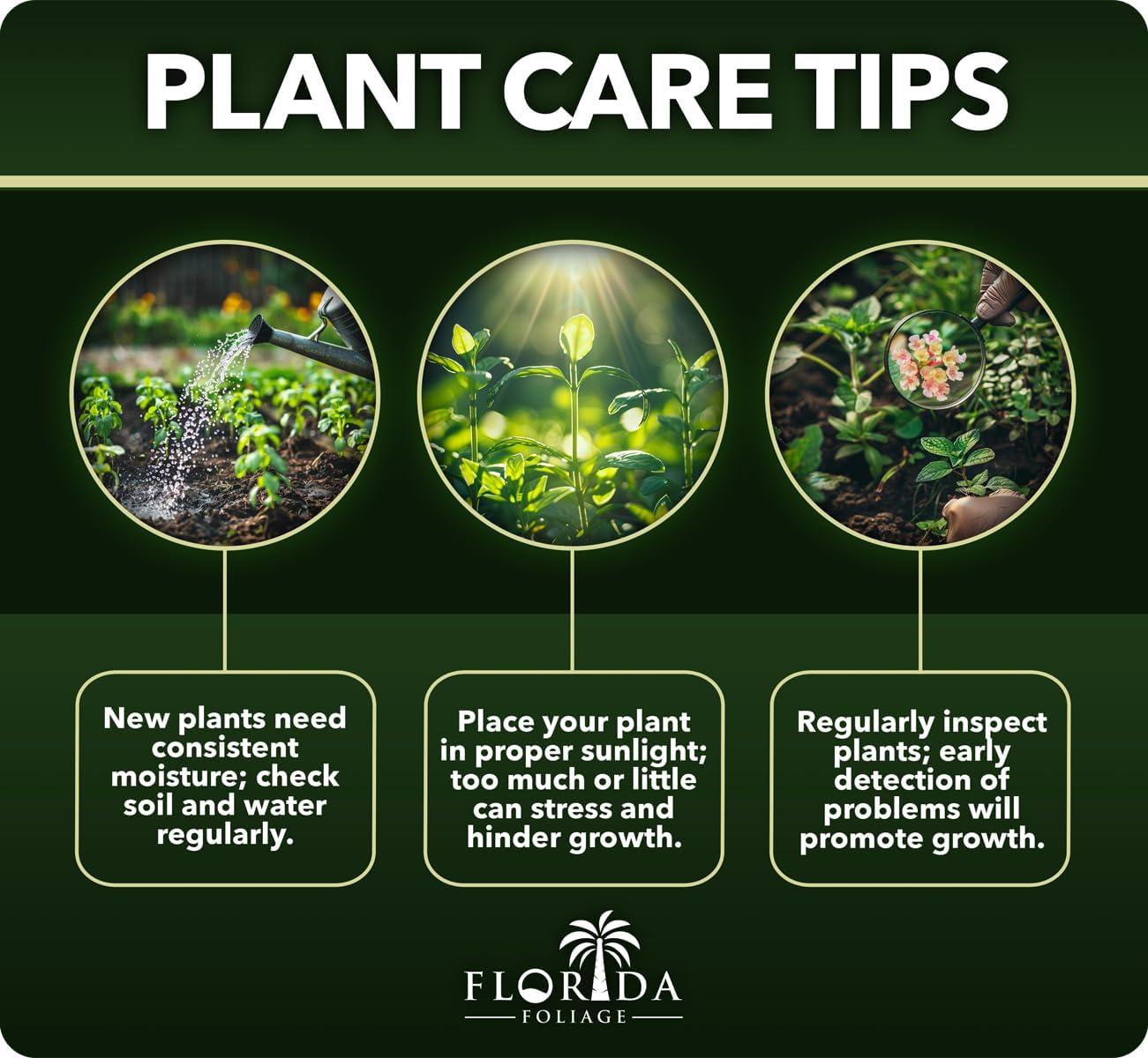 Pineapple Guava - 50 Live Plants - Feijoa Sellowiana - Edible Fruit and Flowering Foliage