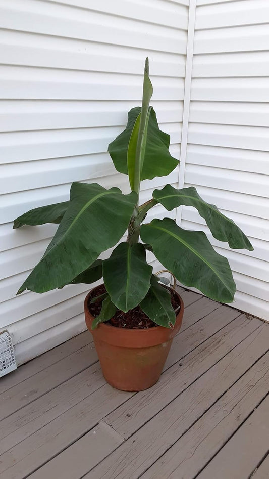 Set of 4 Dwarf Cavendish Banana Plants - Indoor/Outdoor Edible Fruit Trees - Fast Growing, Max Height 7 Feet