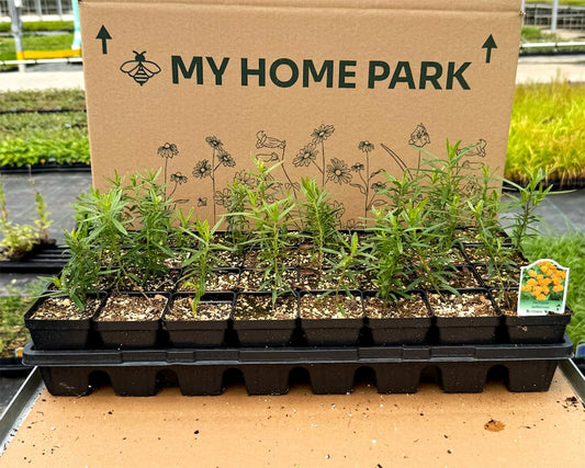 32 Live Butterfly Milkweed Plants (Asclepias tuberosa) Perennial Wildflowers from My Home Park β Individually Potted in 4β Pots β 4β8β Tall on Arrival β Not Seeds β Blooms in Mid-Summer β Zones 4-8