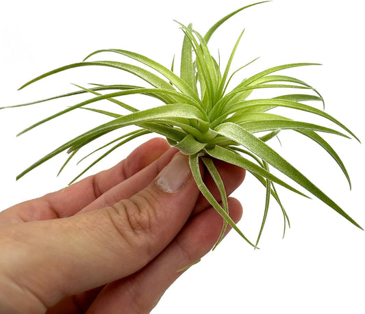 Live Air Plants - Tillandsia Geminiflora 1-3" - 1ct β ragnaroc Live Indoor Plant - Live Arrival Guaranteed - House Plants for Home Decor & Gift