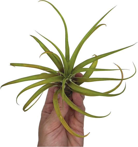 Air Plants - Tillandsia Capitata (Peach), Large 5-7โ - 1 ct - Live Arrival Guaranteed - House Plants for Home Decor & Gift