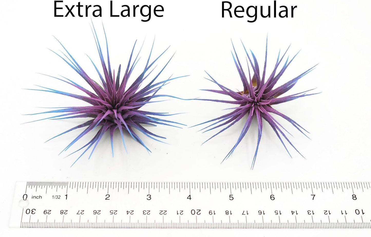 Dyed Tillandsia Ionantha Guatemala Enhanced Colored Colorful Air Plant Live Easy Care Indoor Outdoor Home Decor Gift Airplant by Awesome Industries Live Arrival Guaranteed (Red)