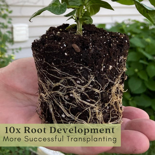 Clovers Garden Serrano Pepper Plantsβ Two (2) Live Plants β Non-GMO - Not Seeds - Each 4" to 8" Tall β in 4" Inch Pots β 20K SHU, Small Fruits
