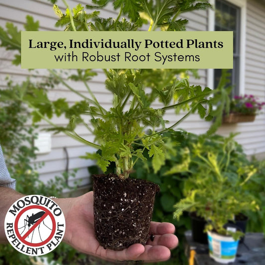 Clovers Garden 2 Large Lemongrass Plants Live - Mosquito Repellent Plants 4ββ 7β Tall in 3.5β Pots - Non-GMO Edible Medicinal Herb Cymbopogon Citratus