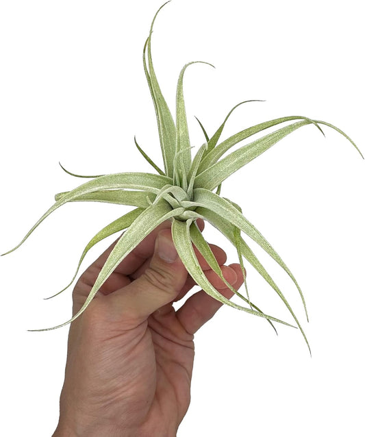 Live Air Plants - Tillandsia Albida 3-5" - 1ct β ragnaroc Live Indoor Plant - Live Arrival Guaranteed - House Plants for Home Decor & Gift