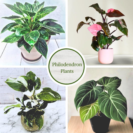 Philodendron Plant Live Exclusive Collection (4-Pack) โ Rare Birkin, Gloriosum, Pink Princess & White Wizard in 2" Pot; Easy Care Indoor Plants Live Houseplants Decor for Home/Office/Garden