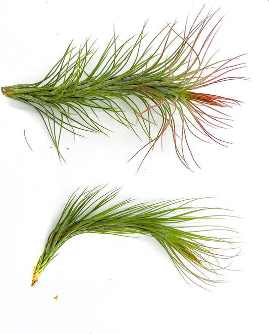 Air Plants - Tillandsia Funckiana Hybrid, Large 5-7" - 2ct - Live Arrival Guaranteed - House Plants for Home Decor & Gift
