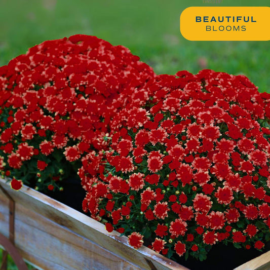 Costa Farms Live Plants โ Fall Mums 2-Pack (Red) in Grow Pots | 3 Qt. Seasonal Houseplants & Outdoor Flowers for Porch, Patio, or Garden | Ships in Bud Form for Longer Bloom