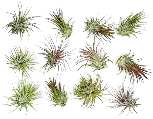 Air Plants - Tillandsia Ionantha Pack, Regular 1-3" - 12ct - Live Arrival Guaranteed - House Plants for Home Decor & Gift