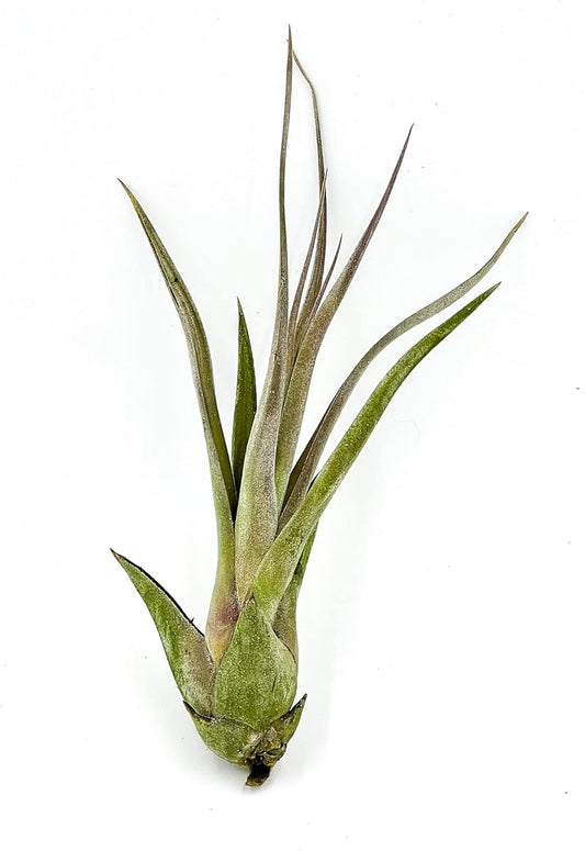 Live Air Plant β Tillandsia Capiput, Jumbo 6-9β - 5 ct - Live Arrival Guaranteed - House Plants for Home Decor & Gift
