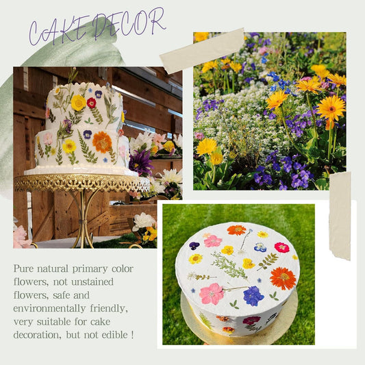 48 Pcs Mix Natural Dried Pressed Flowers for Cake Decorating, Real Dry Flower for Resin Jewelry Making, DIY Art Crafts - Muticolor