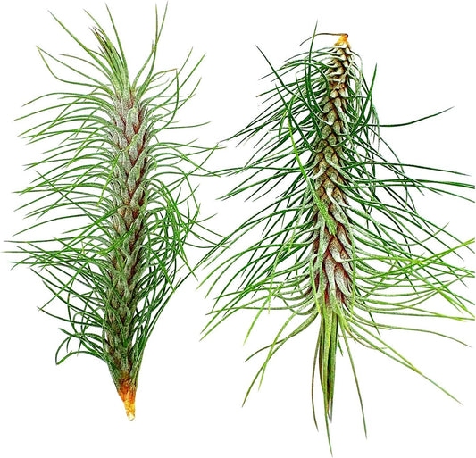 Air Plants - Colombian Tillandsia Funckiana, Large 5" - 2ct - Live Arrival Guaranteed - House Plants for Home Decor & Gift
