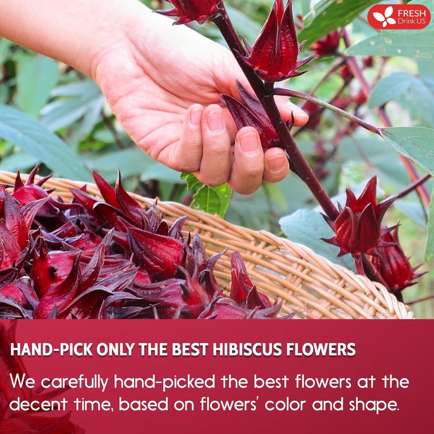 FreshDrinkUS Premium 40 Hibiscus Tea Bags, 100% Natural, Pure Hibiscus, Loose Flower Herbal Tea. No Sugar, No Caffeine, No Gluten, Vegan