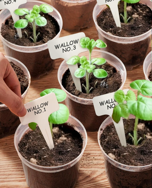 homenote Clear Nursery Pots for Plants,4 Inch Plant Pot for Planting Plastic Seedling with Drainage Holes Seed Starter Flower High Transparency with 20 Labels (30 Pack)