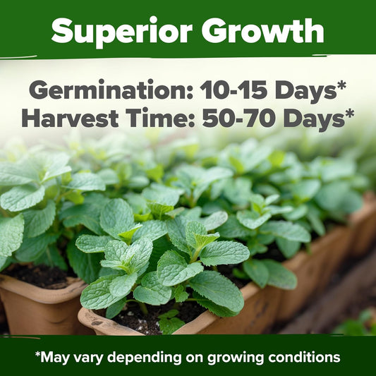 HOME GROWN Premium Common Mint Seeds (Bulk Pack) 3,600 π‘π’π‘-ππ π’ π¨π¦π Heirloom Herb Seeds, USA Sourced | Ideal for Planting Outdoors or Indoors for a Fresh Mint Tea Garden (Mentha spp)