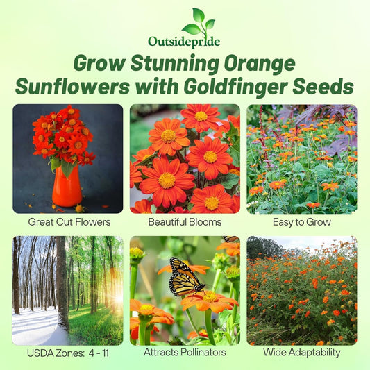 Outsidepride Goldfinger Mexican Sunflower Seeds - 500 Pcs Annual, Easy-to-Grow, Orange Tithonia Speciosa Flower Seeds w/Drought-Tolerant Blooms for Pollinator Gardens & Vibrant Summer Landscaping